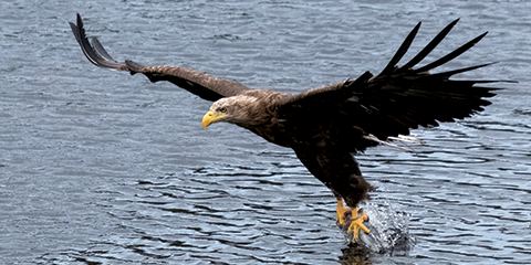 Picture of an Eagle