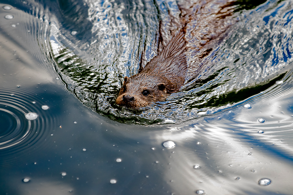 Picture of an Otter